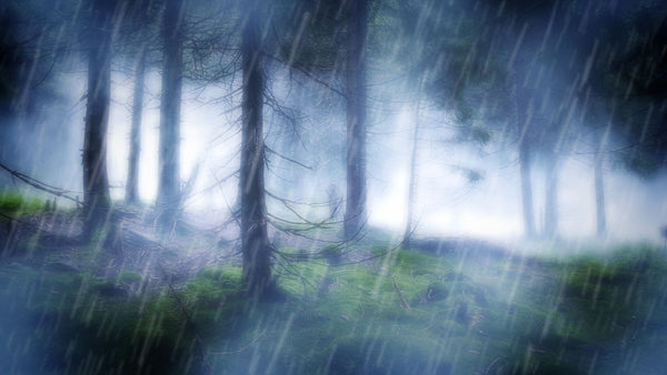 Rain in the Woods MP3